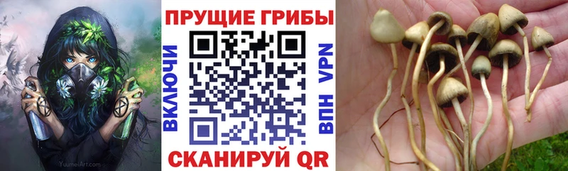 Галлюциногенные грибы Magic Shrooms  магазин продажи наркотиков  Набережные Челны 